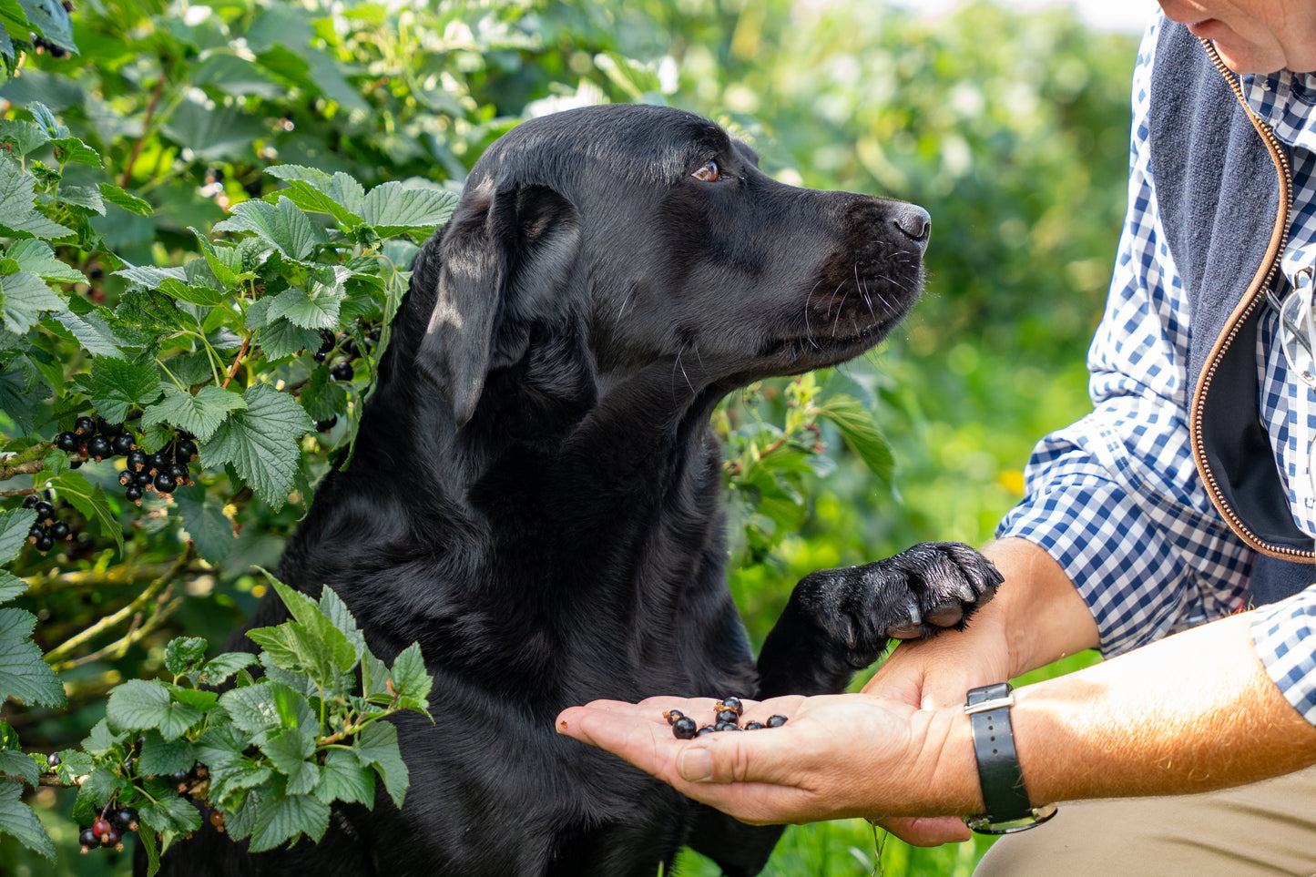Blackcurrant Gin Liqueur